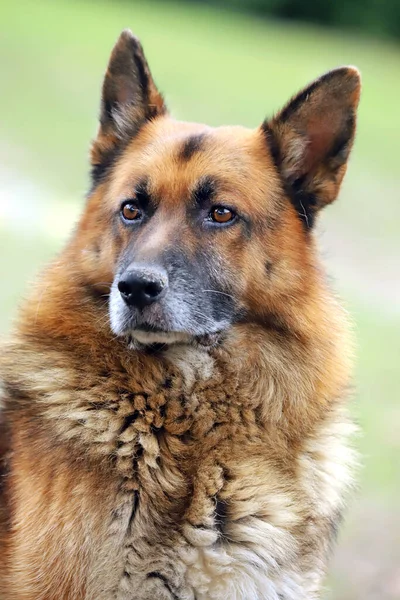 German Shepherd Canine Purebred Dog Portrait Close Natural Green Background — Stock Photo, Image