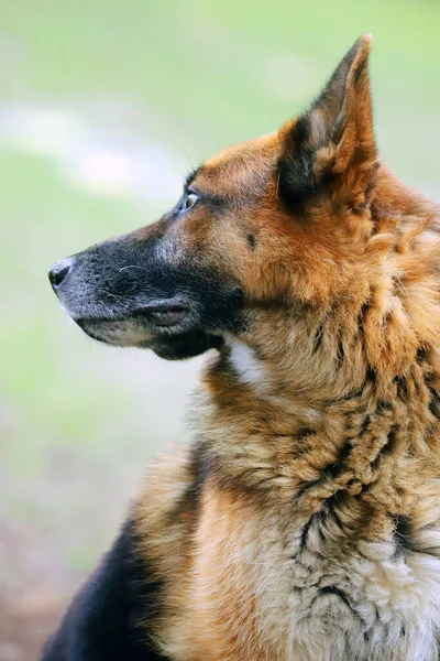 Alemão Pastor Canino Puro Cão Retrato Close Fundo Verde Natural — Fotografia de Stock