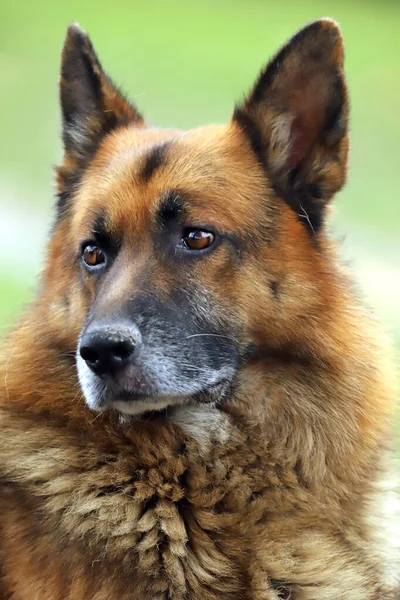 Γερμανικός Ποιμενικός Σκύλος Καθαρόαιμο Πορτρέτο Σκύλου Κοντά Φυσικό Πράσινο Φόντο — Φωτογραφία Αρχείου