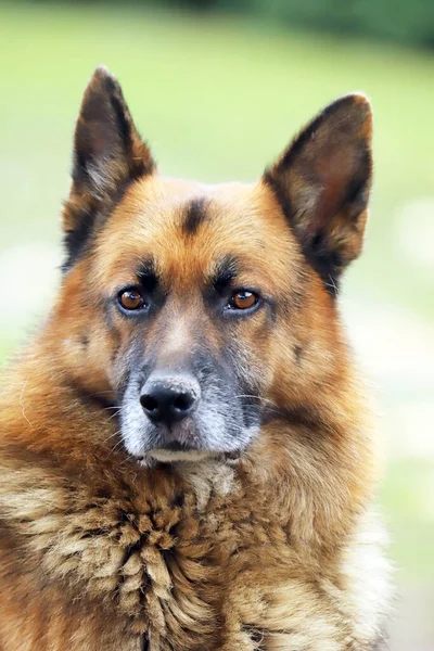 Německý Ovčák Pes Čistokrevný Pes Portrét Zblízka Přírodním Zeleném Pozadí — Stock fotografie