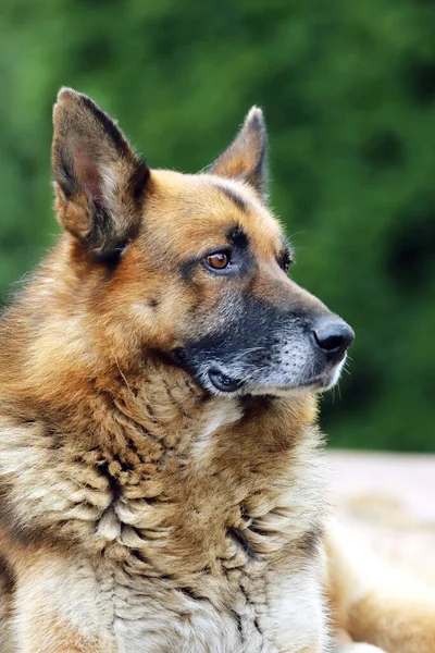 Alemão Pastor Canino Puro Cão Retrato Close Fundo Verde Natural — Fotografia de Stock