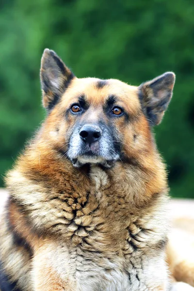 Owczarek Niemiecki Czystorasowy Pies Portret Zbliżyć Naturalnym Zielonym Tle — Zdjęcie stockowe