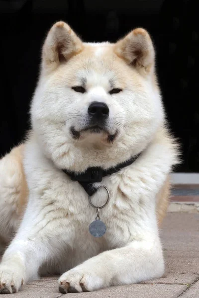 Akita Inu Японская Собака Крупным Планом Портрет Естественном Фоне — стоковое фото