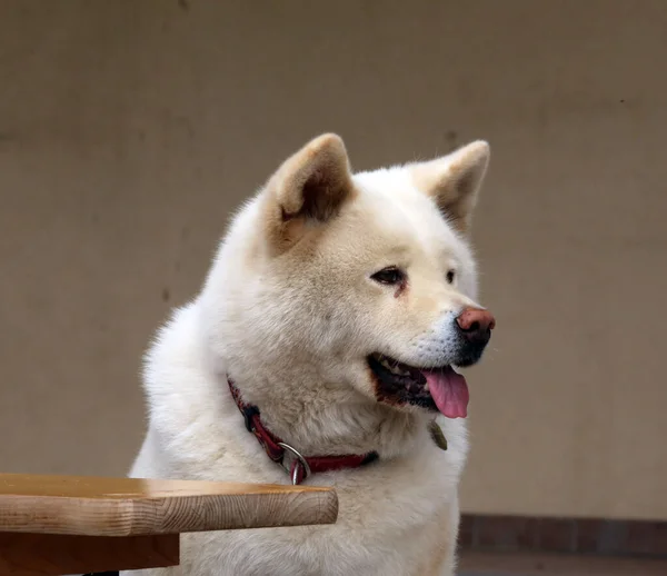 Akita Inu Japonský Pes Close Portrét Přirozeném Pozadí — Stock fotografie