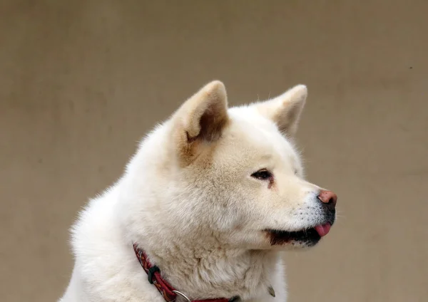 Akita Inu Japonský Pes Close Portrét Přirozeném Pozadí — Stock fotografie