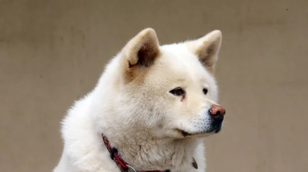 Akita Inu Cão Japonês Close Retrato Fundo Natural — Fotografia de Stock