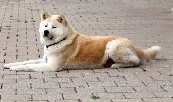 Akita Inu Japoński Pies Zbliżenie Portret Naturalnym Tle — Zdjęcie stockowe