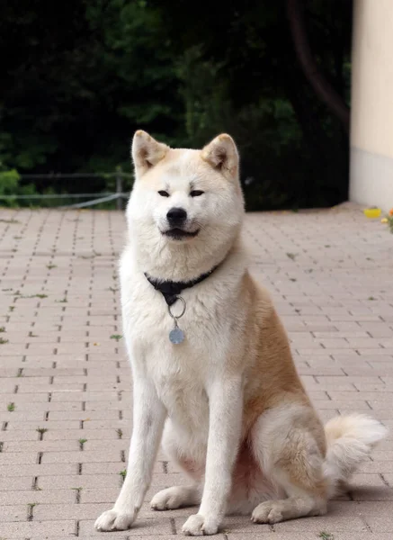 Akita Inu Japanischer Hund Nahaufnahme Porträt Auf Natürlichem Hintergrund — Stockfoto