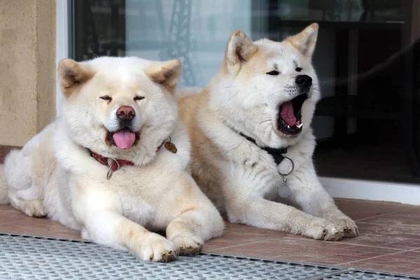 Akita Inu Japonés Perro Primer Plano Retrato Sobre Fondo Natural — Foto de Stock