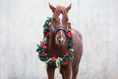 Yeni yıl ve Noel havası olarak süslü bir çelenk takan sevimli genç kısrak.