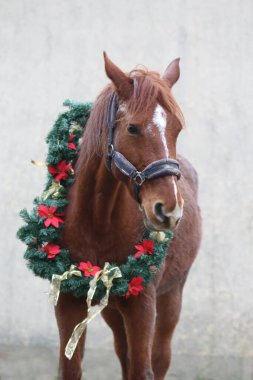 Yeni yıl ve Noel havası olarak süslü bir çelenk takan sevimli genç kısrak.