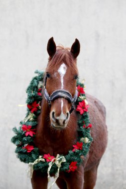 Yeni yıl ve Noel havası olarak süslü bir çelenk takan sevimli genç kısrak.