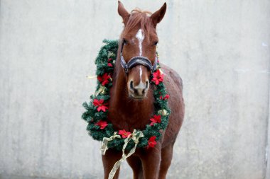 Yeni yıl ve Noel havası olarak süslü bir çelenk takan sevimli genç kısrak.
