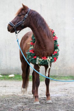 Yeni yıl ve Noel havası olarak süslü bir çelenk takan sevimli genç kısrak.