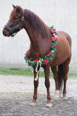 Yeni yıl ve Noel havası olarak süslü bir çelenk takan sevimli genç kısrak.