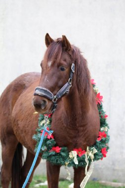 Yeni yıl ve Noel havası olarak süslü bir çelenk takan sevimli genç kısrak.
