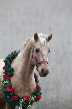 Yılbaşı çelengi süslemesindeki genç bir atın güzel portresi.