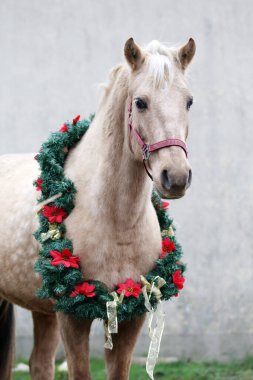 Yılbaşı çelengi süslemesindeki genç bir atın güzel portresi.