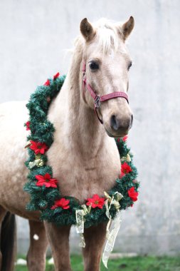 Yılbaşı çelengi süslemesindeki genç bir atın güzel portresi.