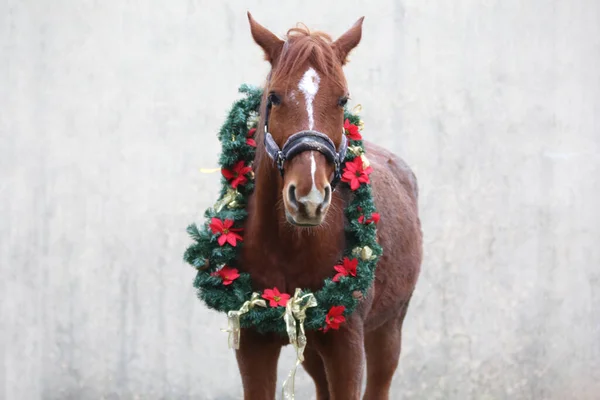 お正月やクリスマス気分としてお祝いの花輪の装飾と愛らしい若いマーレ — ストック写真