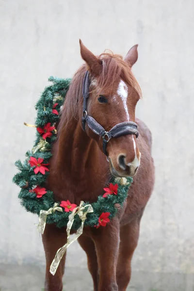 Yeni Yıl Noel Havası Olarak Süslü Bir Çelenk Takan Sevimli — Stok fotoğraf