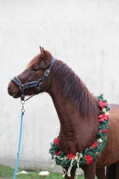 可爱的小母马 以喜庆的花环装饰作为新年和圣诞的气氛 — 图库照片