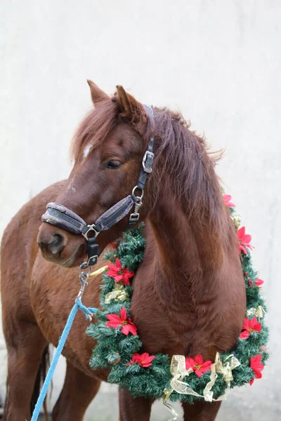 Adorable Yegua Joven Con Decoración Floral Festiva Como Estado Ánimo —  Fotos de Stock