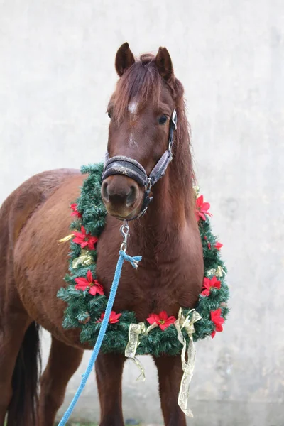 クリスマスの花輪の装飾クリスマスの時間の若い鞍馬の美しい肖像画 — ストック写真