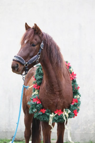 Vackert Porträtt Ung Sadel Häst Jul Krans Dekoration Jul Tid — Stockfoto