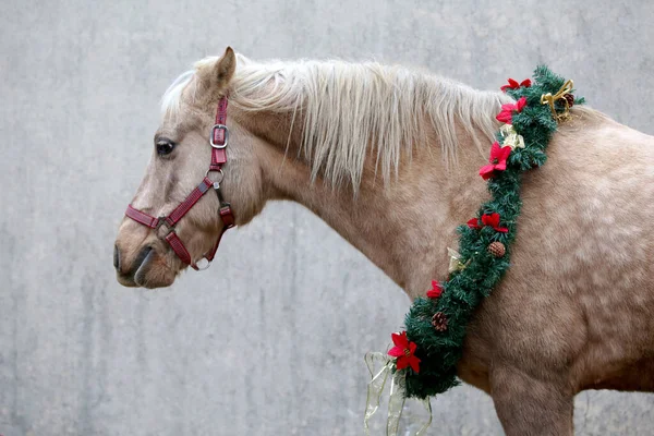 Beau Portrait Jeune Cheval Selle Dans Décoration Couronne Noël Temps — Photo