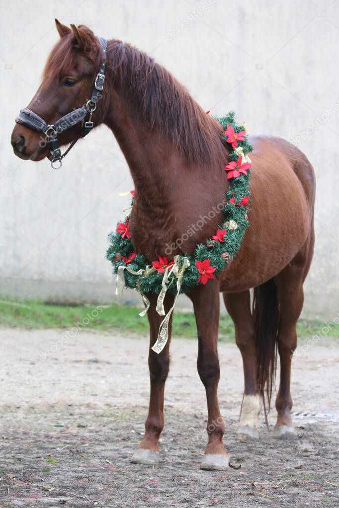 Adorable young mare with festive wreath decoration as a New Year and Christmas mood