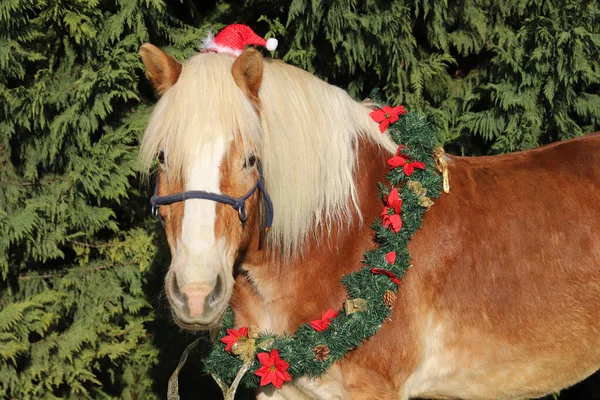 Vtipný Portrét Sedla Koně Sobě Santa Claus Klobouk Proti Přírodní — Stock fotografie