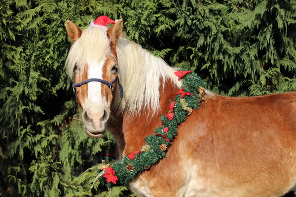 Vtipný Portrét Sedla Koně Sobě Santa Claus Klobouk Proti Přírodní — Stock fotografie