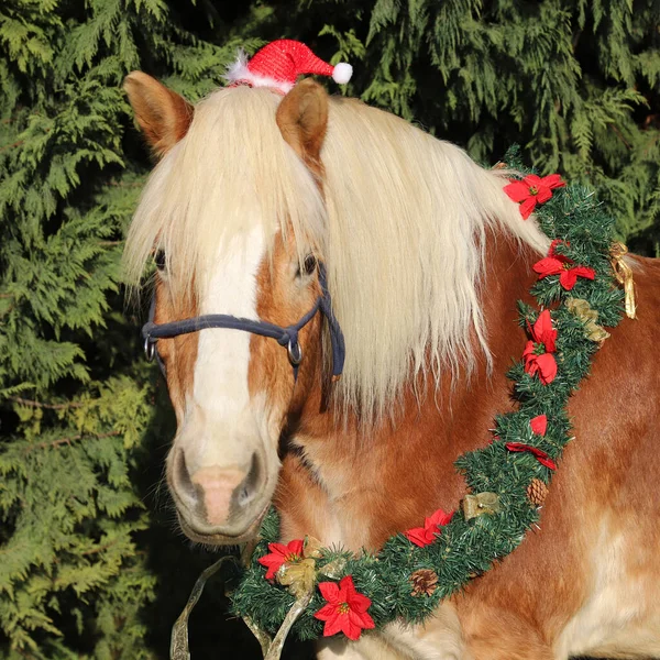 Lustiges Porträt Eines Sattelpferdes Mit Weihnachtsmann Hut Vor Naturgrünem Kiefernhintergrund — Stockfoto