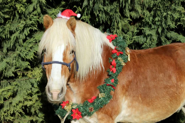 Zabawny Portret Siodła Konia Kapeluszu Santa Claus Przeciwko Naturalnej Zielonej — Zdjęcie stockowe