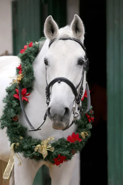 Adorable young arabian horse with festive wreath decoration in stable door. New Year and Christmas mood