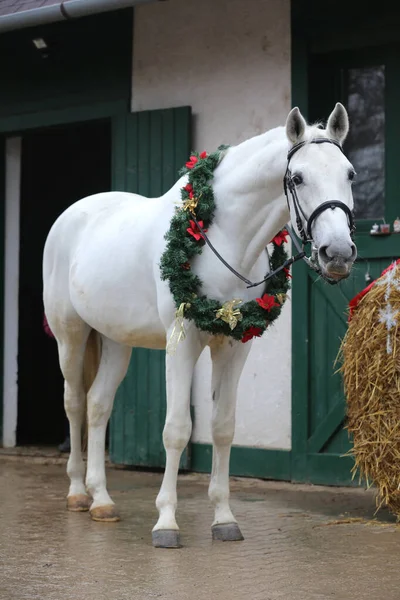 Adorable young arabian horse with festive wreath decoration in stable door. New Year and Christmas mood