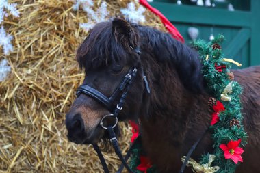 Noel arkaplanı olarak çelenk takan genç bir atın güzel portresi.
