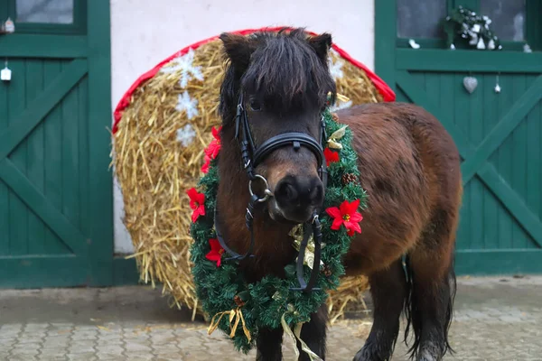 Prachtig Portret Van Een Jong Ponypaard Met Kerstkrans Als Kerstachtergrond — Stockfoto