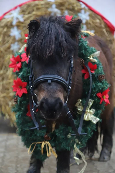 Schönes Porträt Eines Jungen Pony Pferdes Mit Weihnachtskranz Dekoration Als — Stockfoto