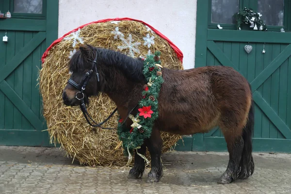 Belo Retrato Cavalo Pônei Jovem Vestindo Decoração Grinalda Natal Como — Fotografia de Stock