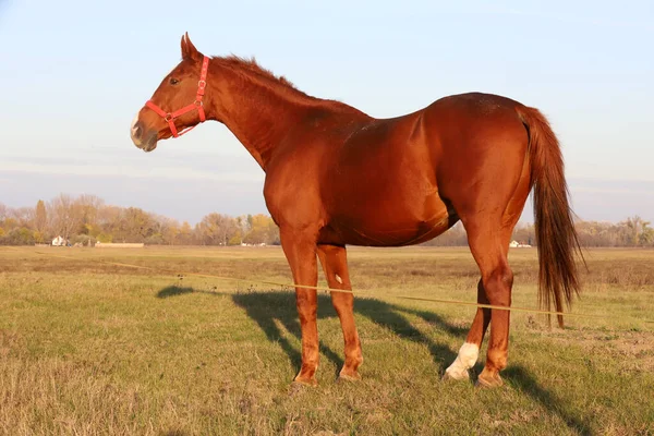 Hermoso Kisberi Felver Caballo Pastando Puszta Húngaro Atardecer Hora Dorada —  Fotos de Stock