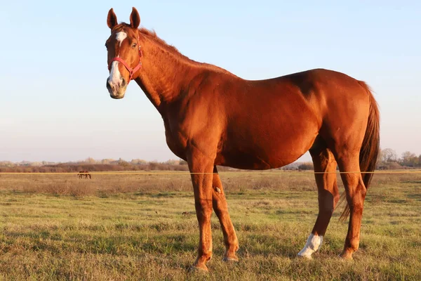 Beautiful Kisberi Felver Horse Grazing Hungarian Puszta Sunset Golden Hour — Stock Photo, Image