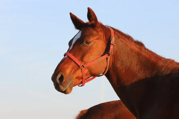 Hermoso Kisberi Felver Caballo Pastando Puszta Húngaro Atardecer Hora Dorada — Foto de Stock