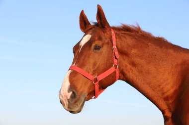 Yazın gün batımında mavi gökyüzüne karşı güzel bir İngiliz-Arap aygırının yakınında
