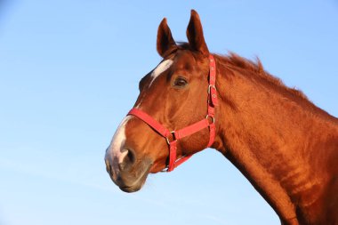 Yazın gün batımında mavi gökyüzüne karşı güzel bir İngiliz-Arap aygırının yakınında