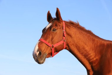 Yazın gün batımında mavi gökyüzüne karşı güzel bir İngiliz-Arap aygırının yakınında