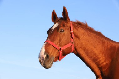Yazın gün batımında mavi gökyüzüne karşı güzel bir İngiliz-Arap aygırının yakınında