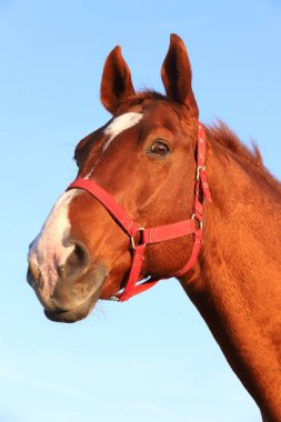 Yazın gün batımında mavi gökyüzüne karşı güzel bir İngiliz-Arap aygırının yakınında