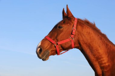 Yazın gün batımında mavi gökyüzüne karşı güzel bir İngiliz-Arap aygırının yakınında
